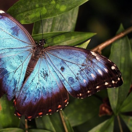 Partij voor de dieren